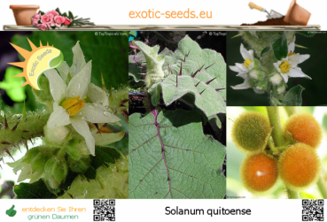 Solanum quitoense * 20 Samen